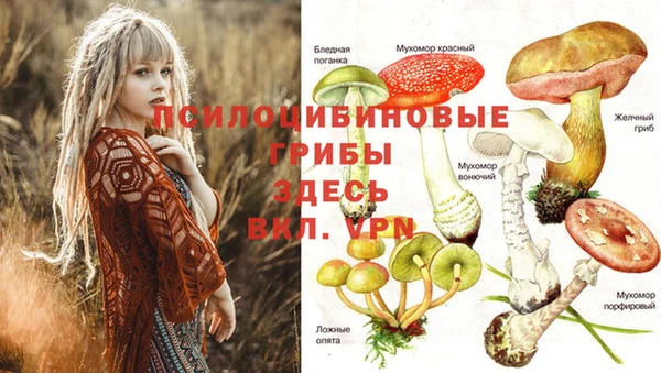 мяу мяу мука Кукмор